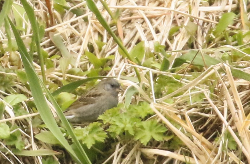 Gray Bunting - ML140455971