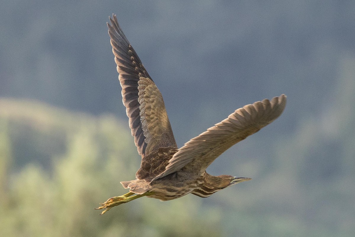 American Bittern - ML140456951