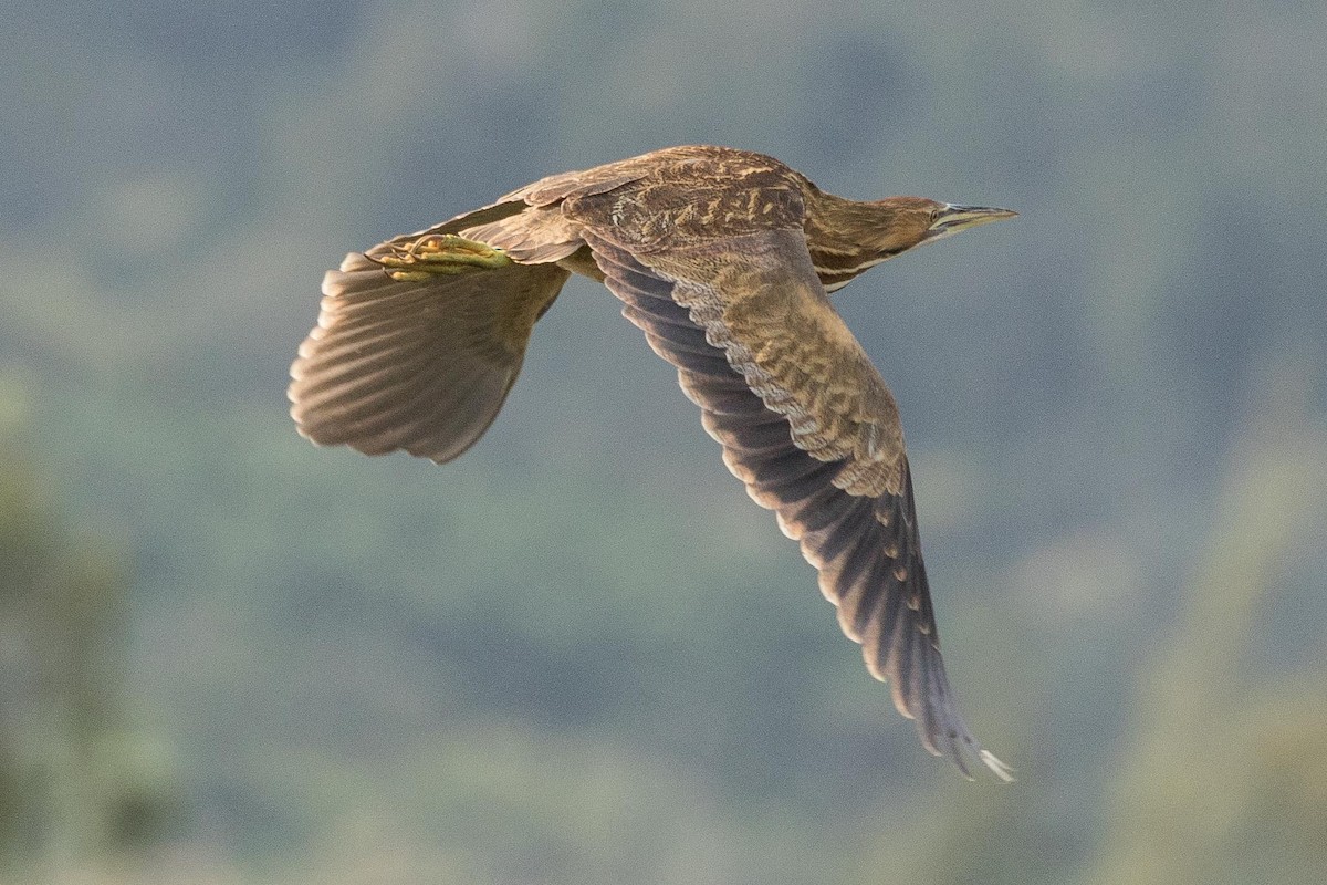 American Bittern - Eric VanderWerf