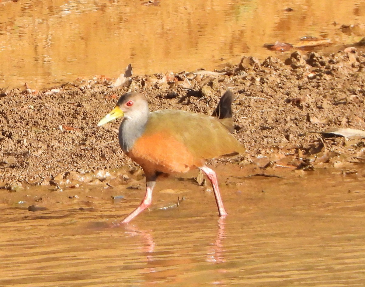 Gray-cowled Wood-Rail - ML140457351