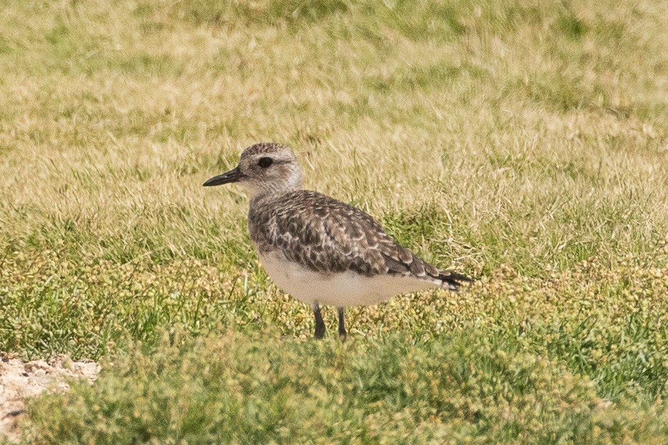 Black-bellied Plover - ML140457391