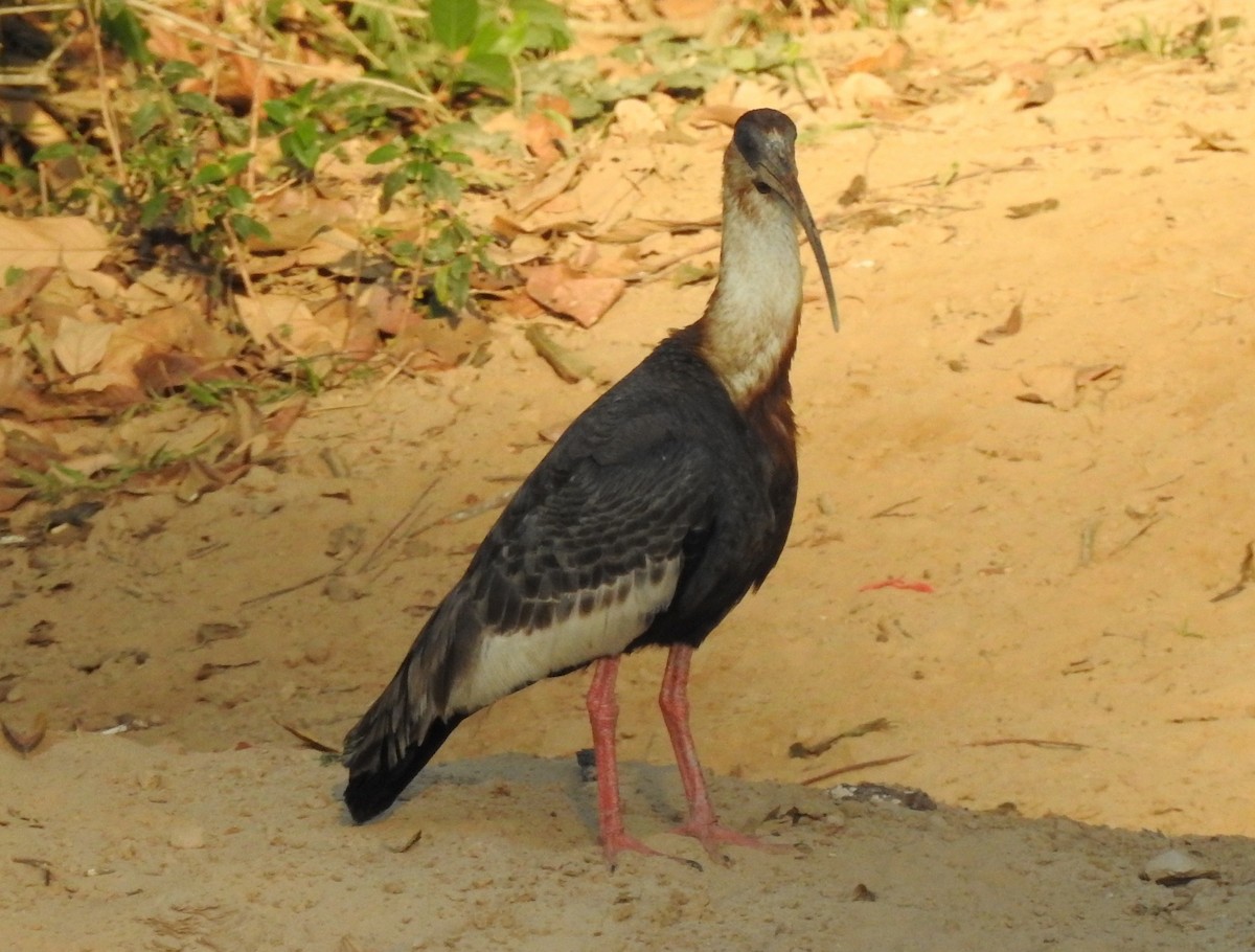 ibis bělokřídlý - ML140458101