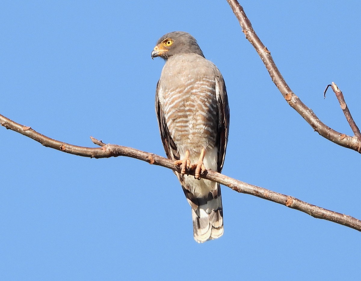 Wegebussard - ML140458171