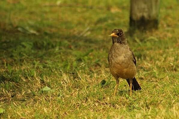 Austral Thrush - ML140458881