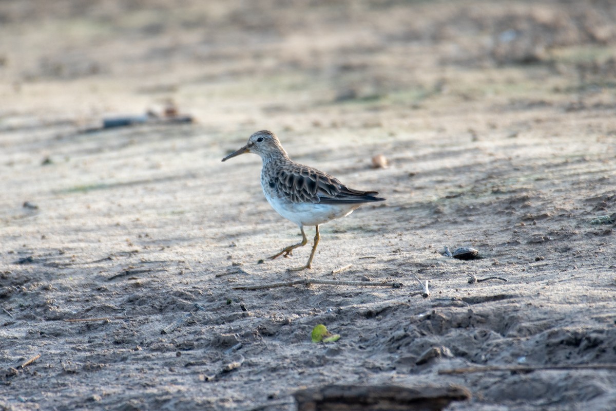 Pectoral Sandpiper - ML140459411