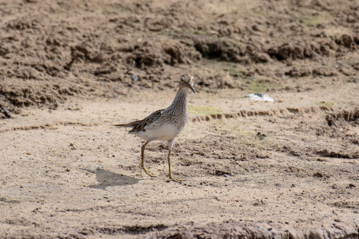 Pectoral Sandpiper - ML140459471