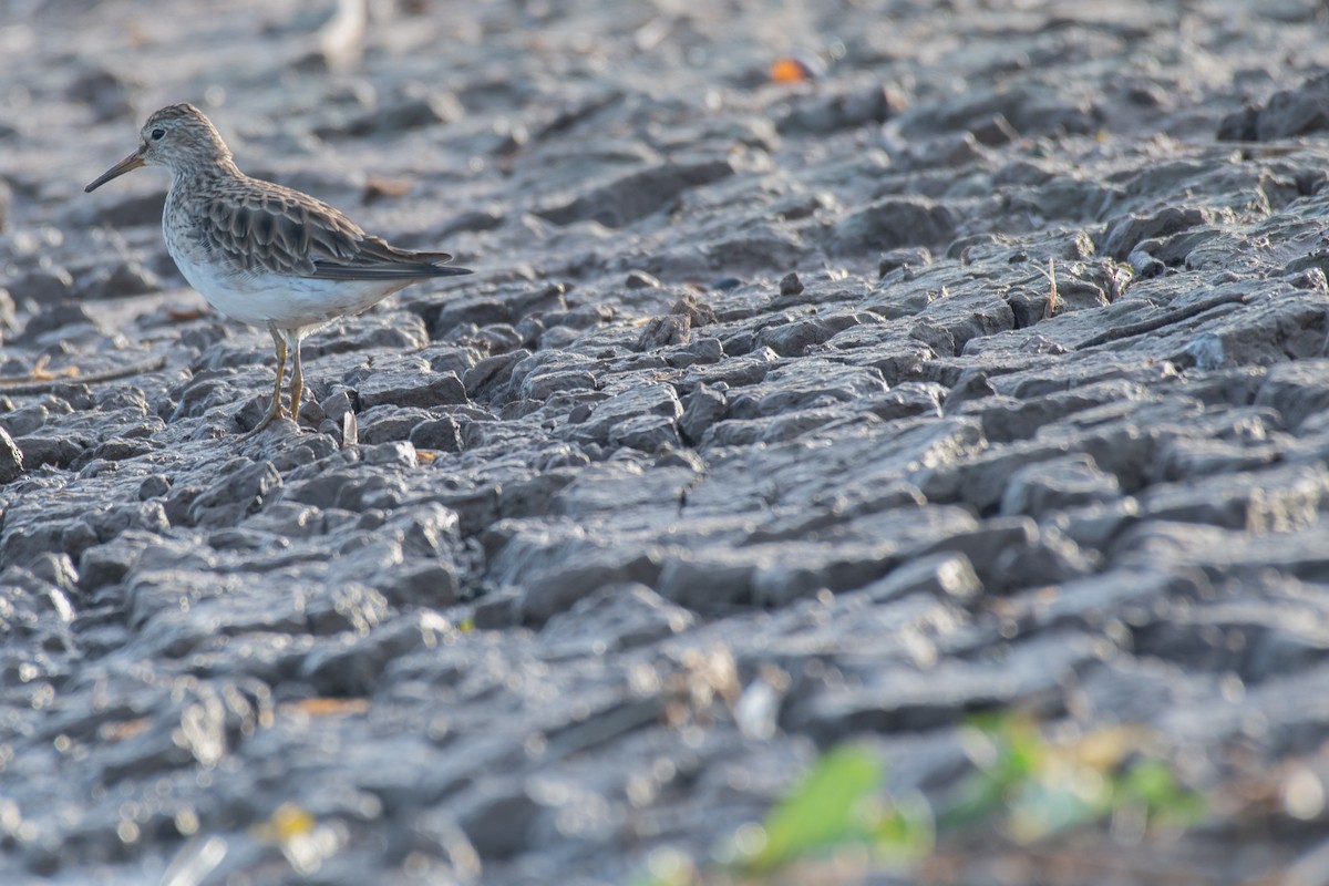 Pectoral Sandpiper - ML140459481