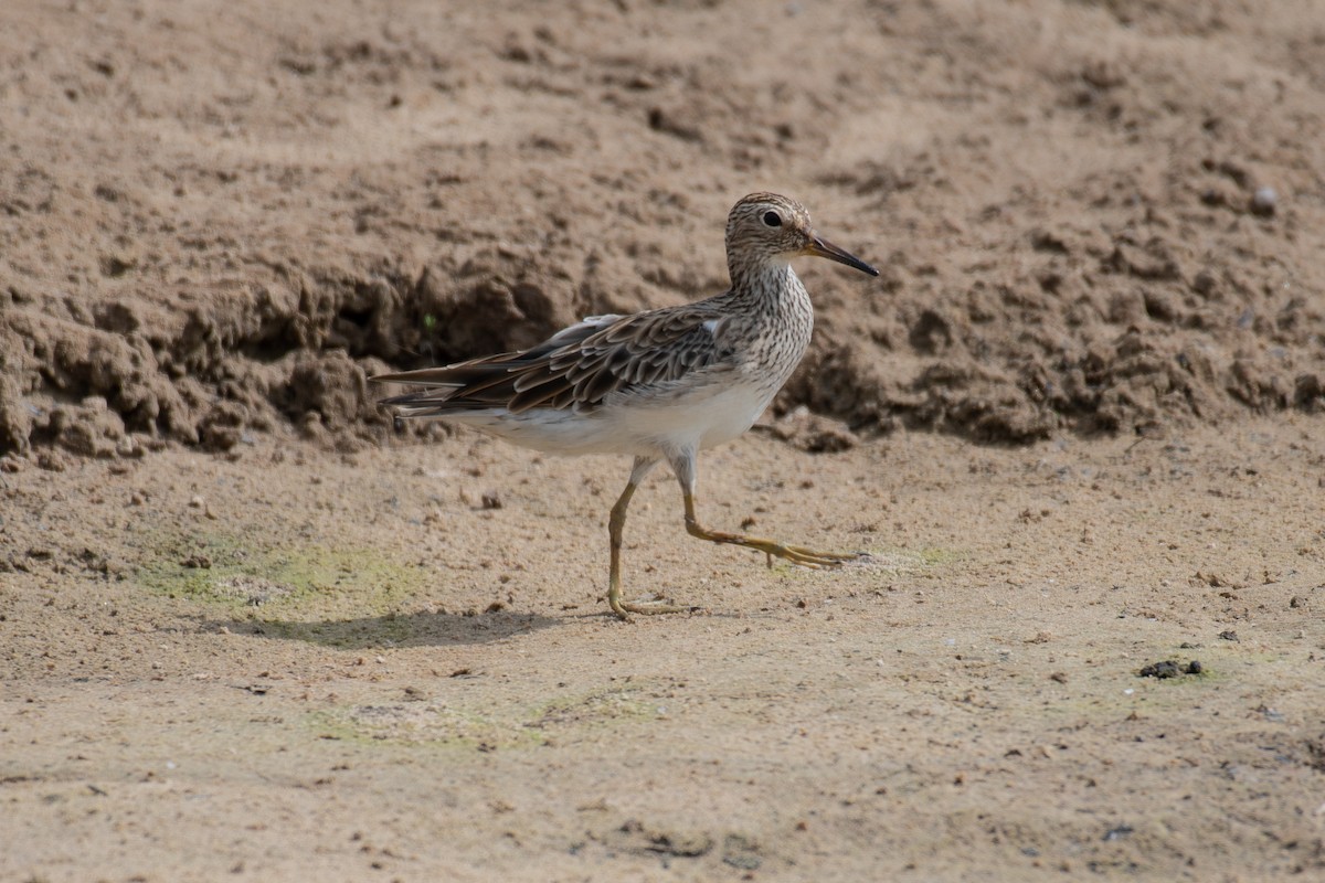 Bécasseau à poitrine cendrée - ML140459521