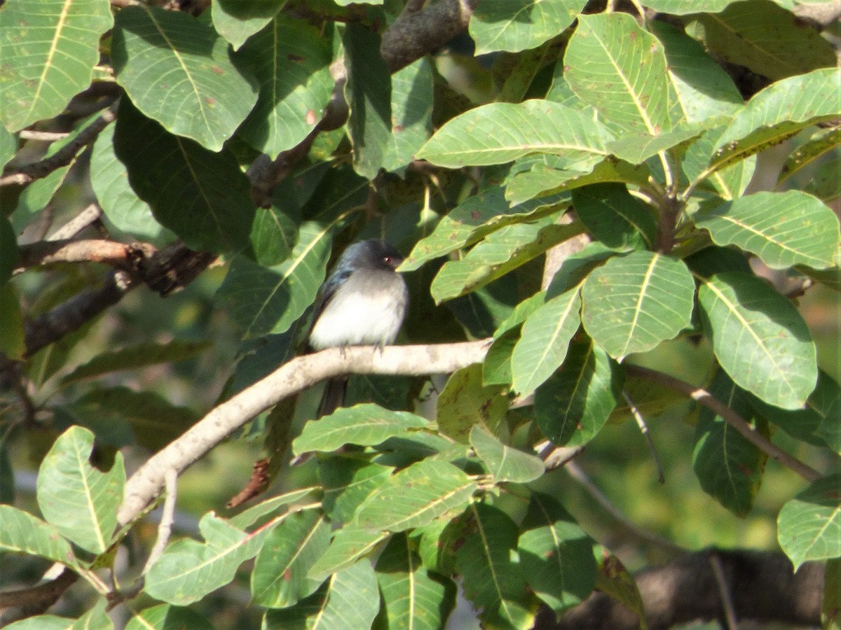 Drongo à ventre blanc - ML140459581