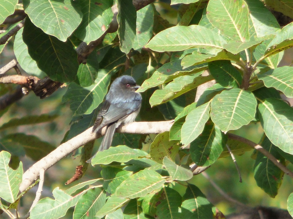 Drongo à ventre blanc - ML140459591