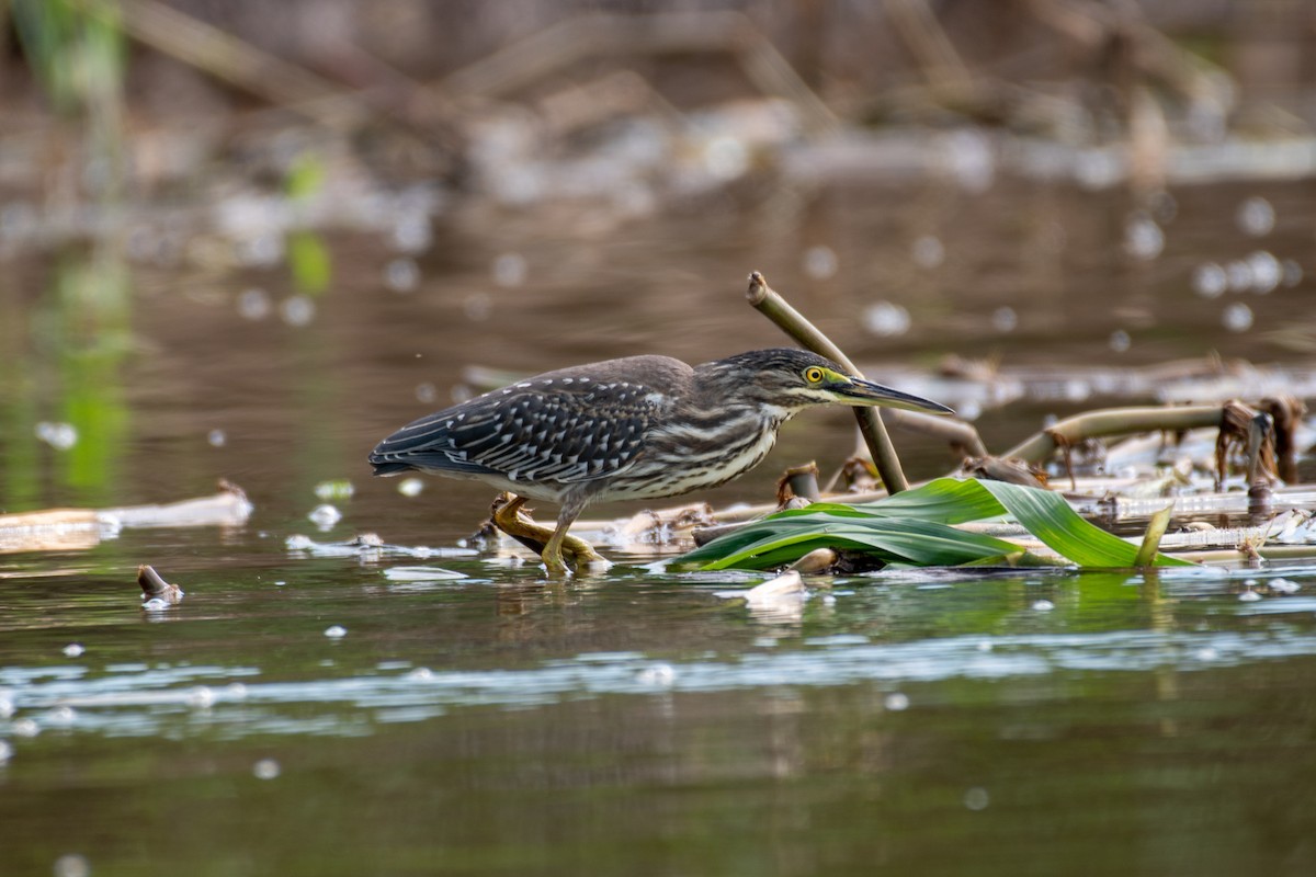 Striated Heron - ML140460011