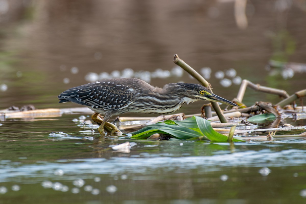 Striated Heron - ML140460111