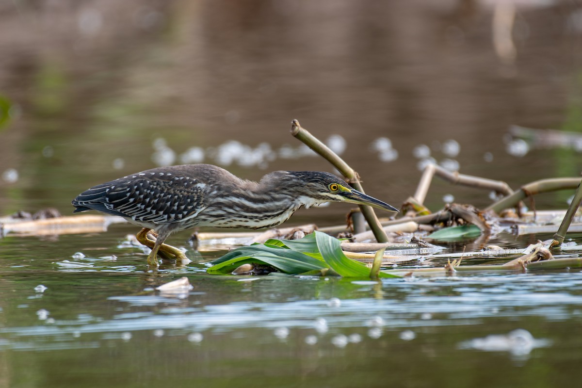 Striated Heron - ML140460141