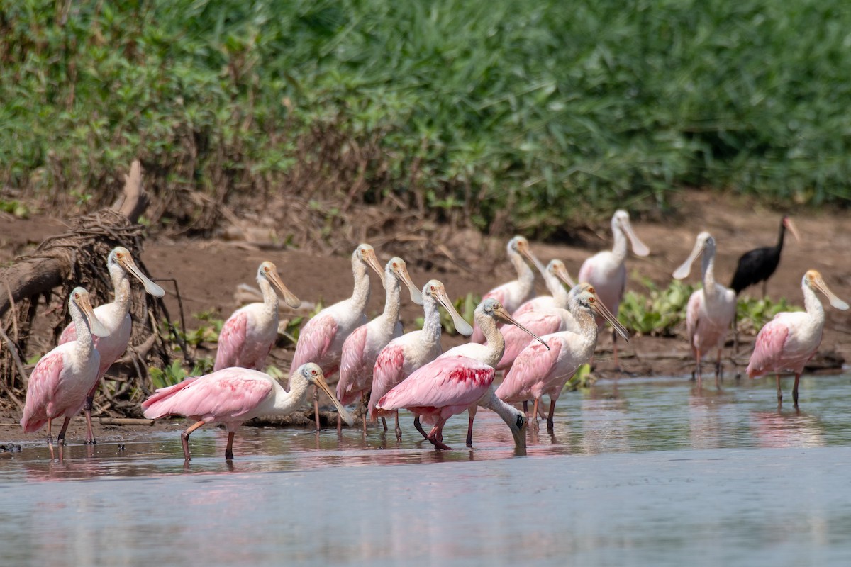 Roseate Spoonbill - ML140460171