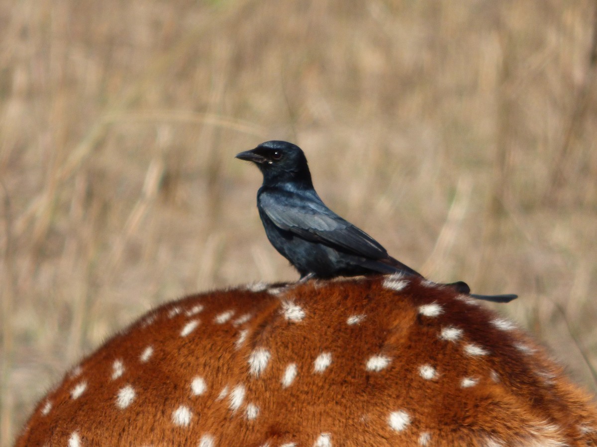 Königsdrongo - ML140460181