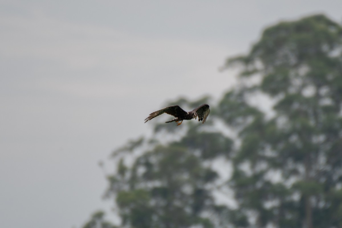 Long-winged Harrier - ML140460271