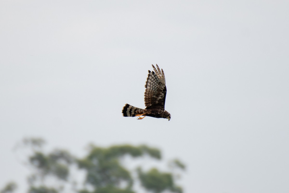 Long-winged Harrier - ML140460281