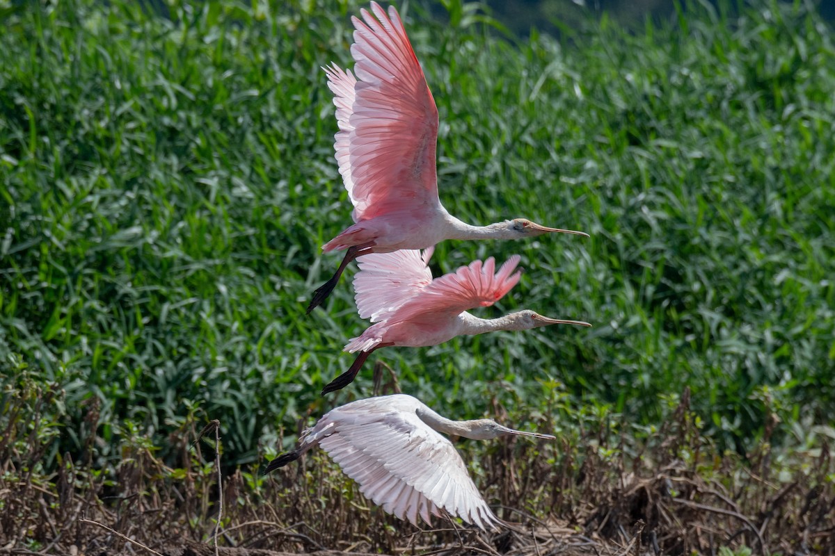 Roseate Spoonbill - ML140460341