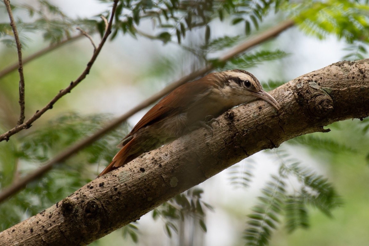 Narrow-billed Woodcreeper - ML140460381