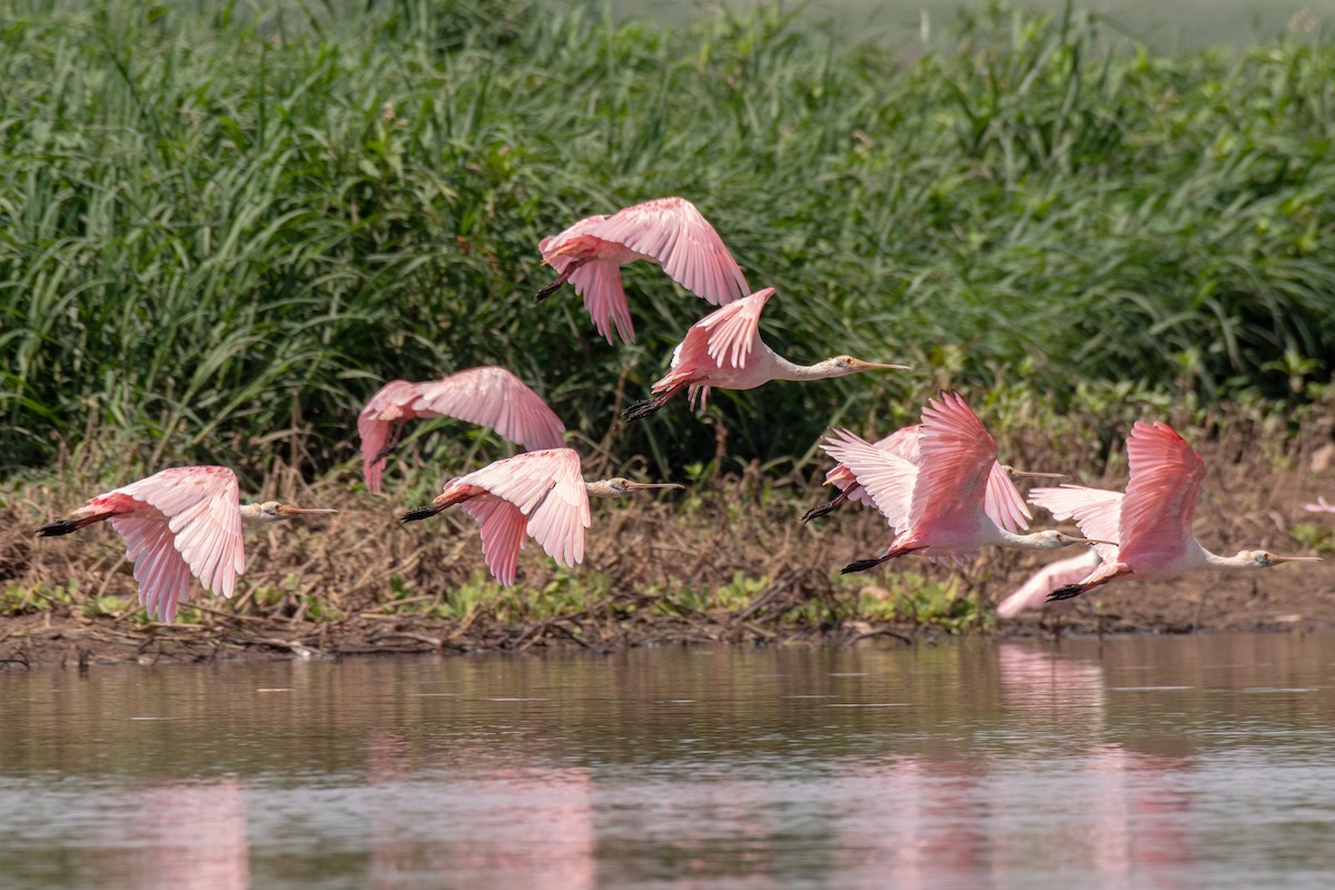 Roseate Spoonbill - ML140460391