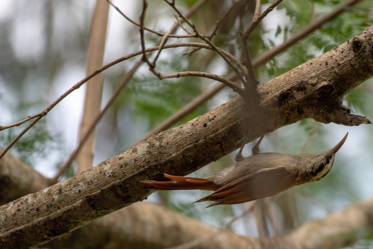 Narrow-billed Woodcreeper - ML140460431