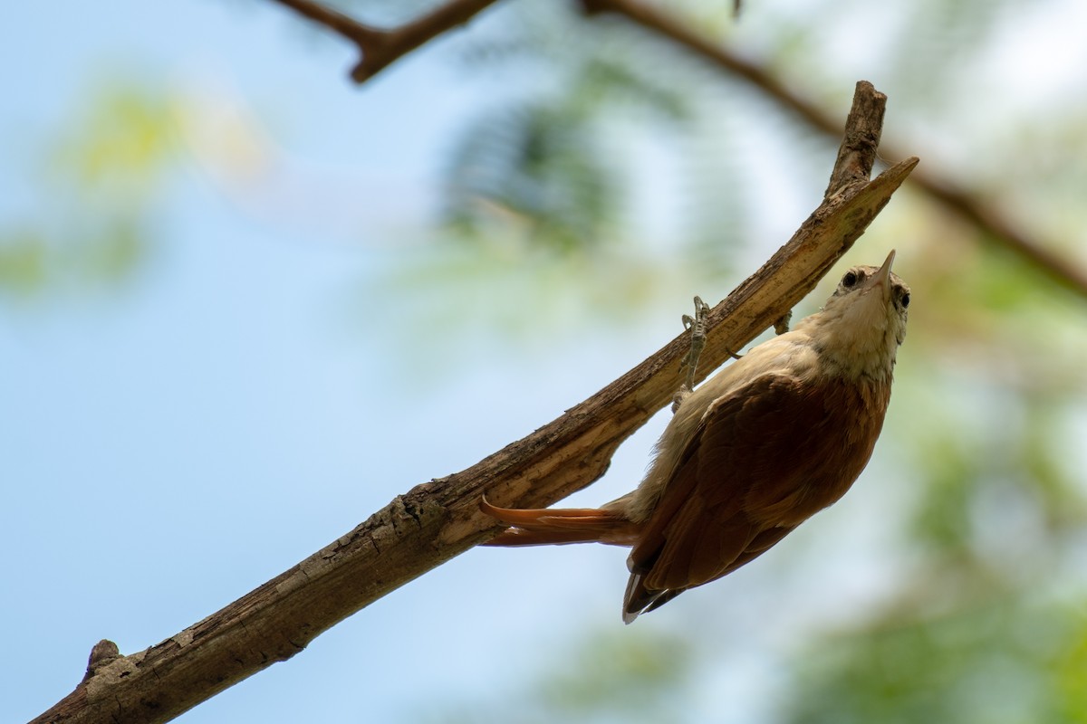 Narrow-billed Woodcreeper - ML140460491