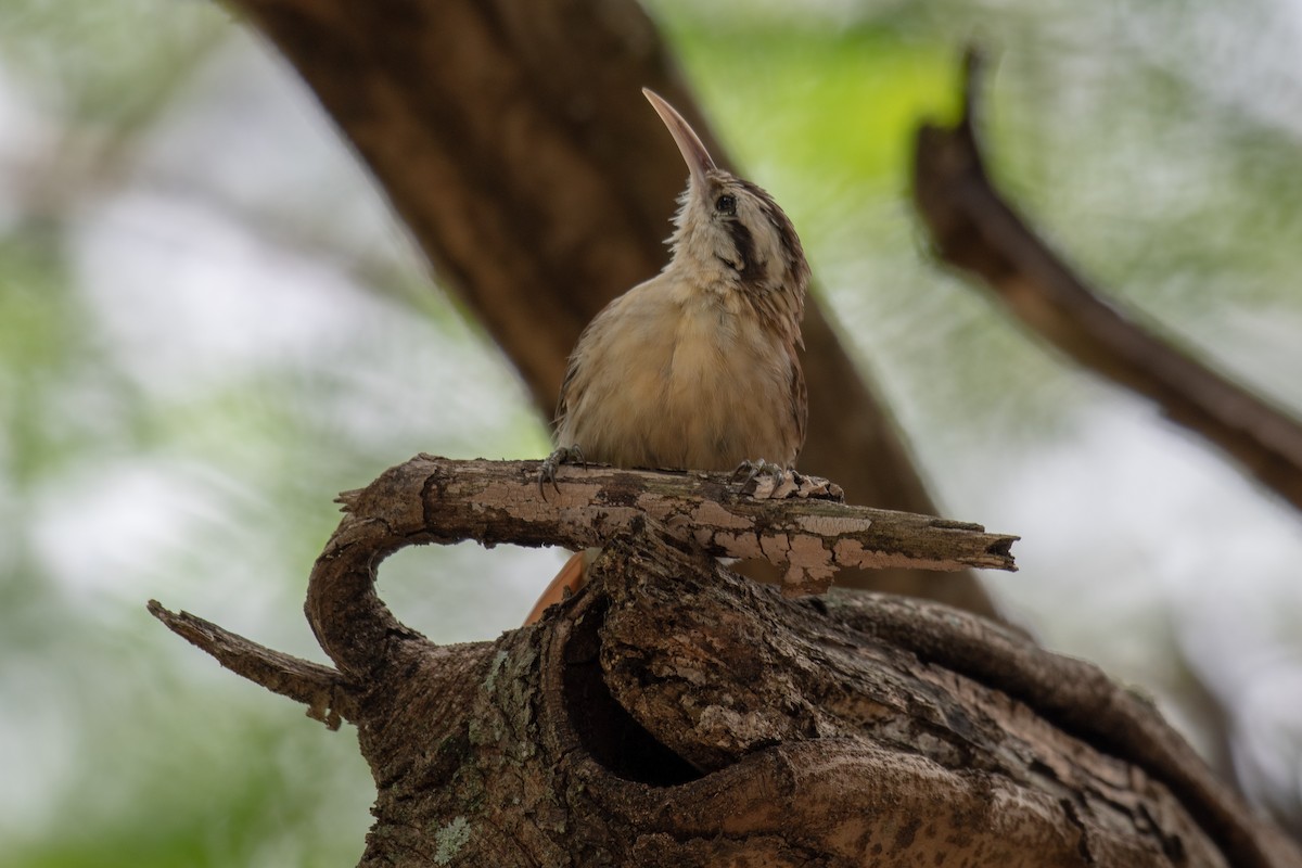 Narrow-billed Woodcreeper - ML140460571