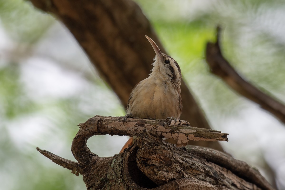 Narrow-billed Woodcreeper - ML140460621