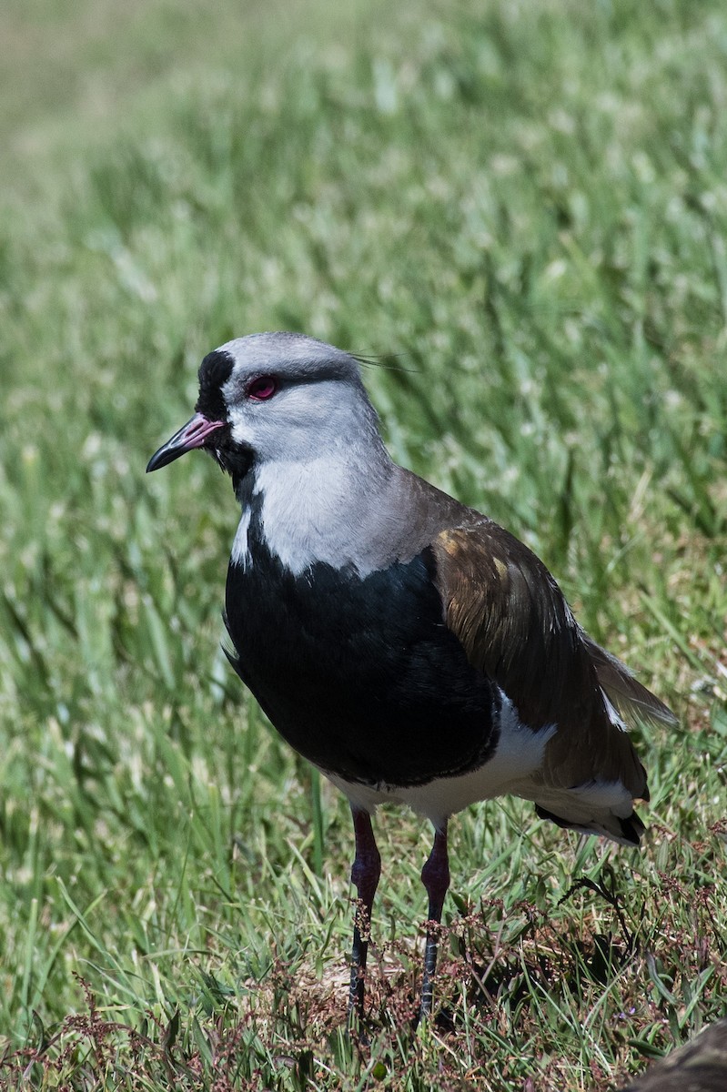 Southern Lapwing - ML140461341