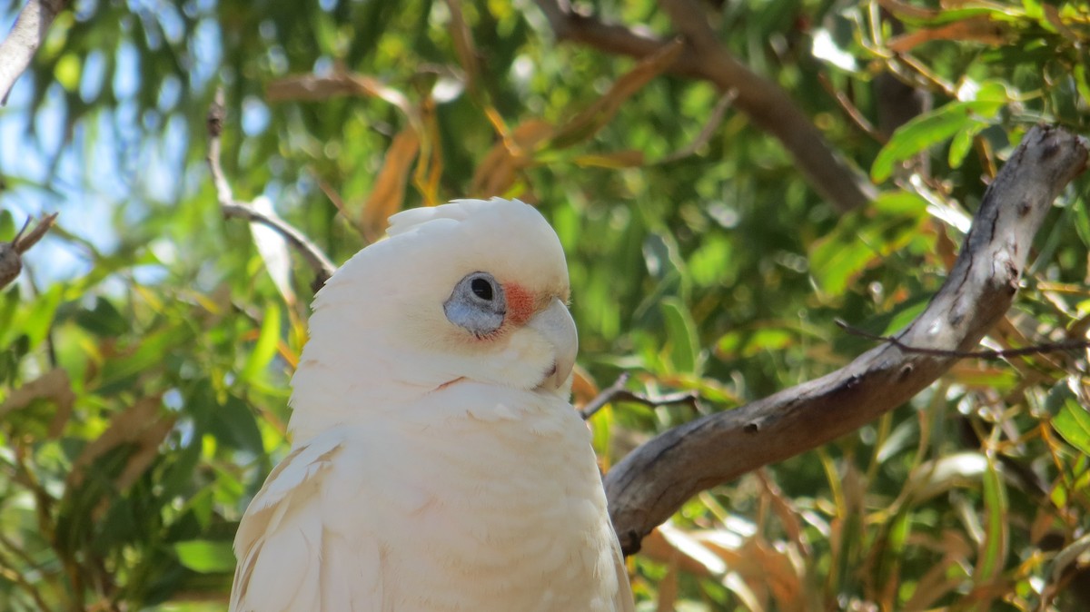 Cacatoès corella - ML140464631