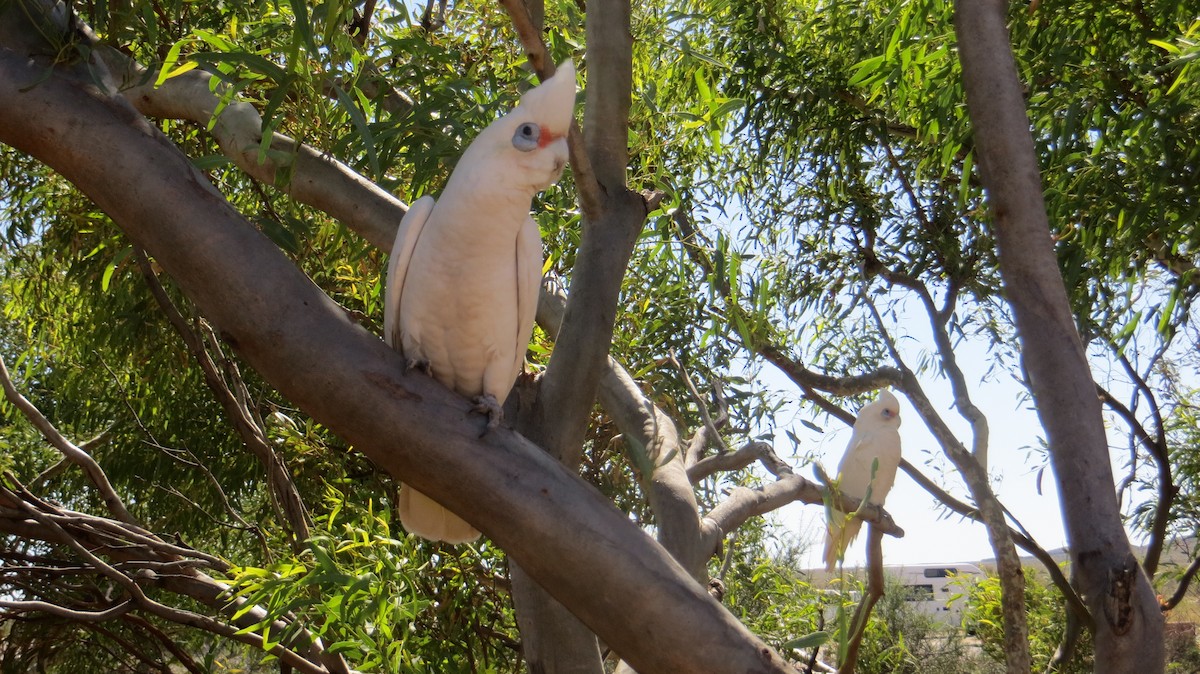 Cacatúa Sanguínea - ML140464661