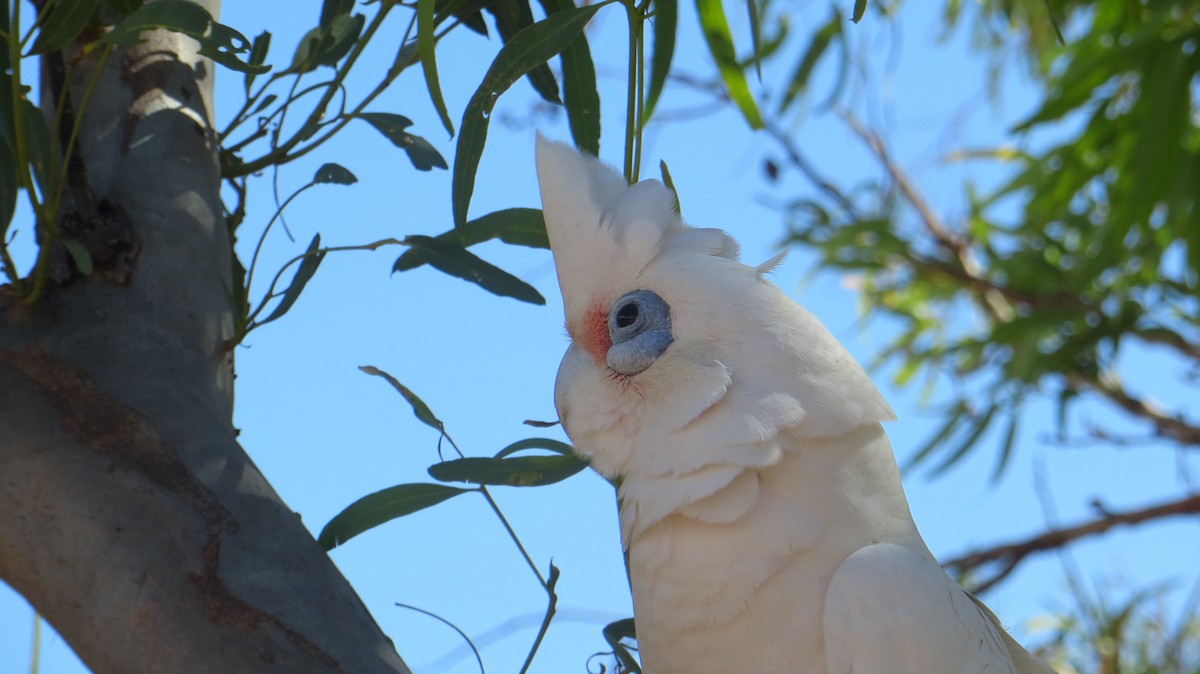 Cacatúa Sanguínea - ML140464681