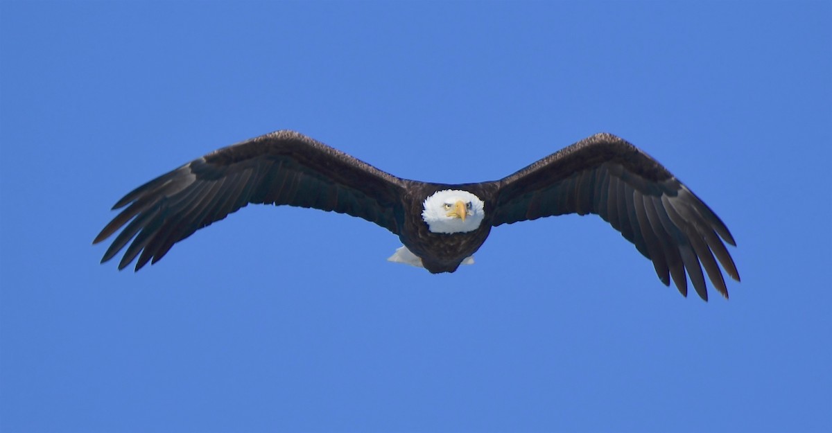 Bald Eagle - ML140464781