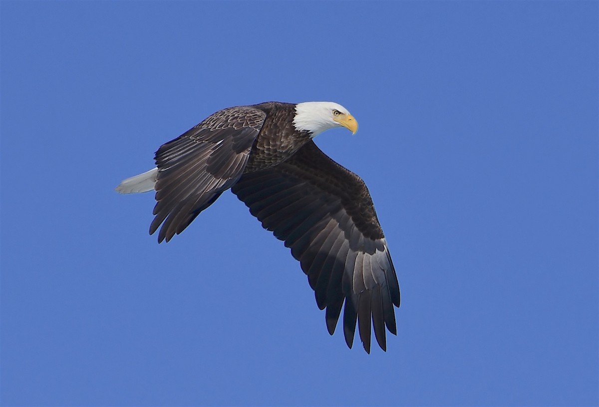 Bald Eagle - ML140464791