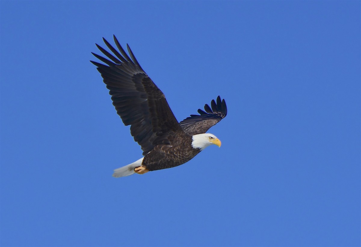Bald Eagle - ML140464801