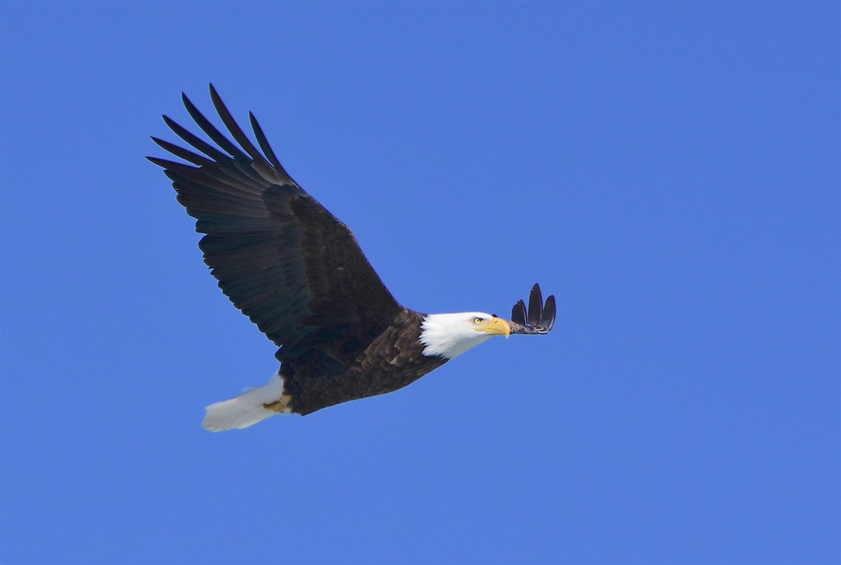 Bald Eagle - ML140464811