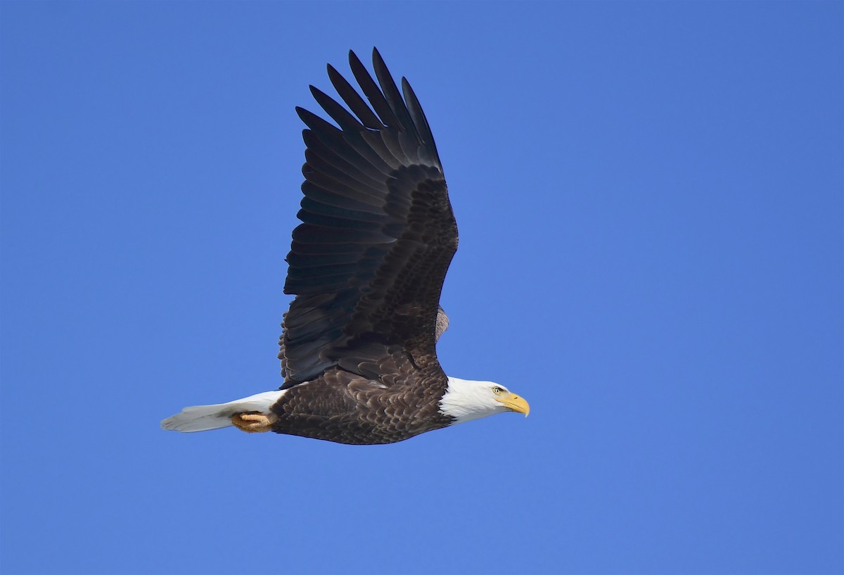 Bald Eagle - ML140464821