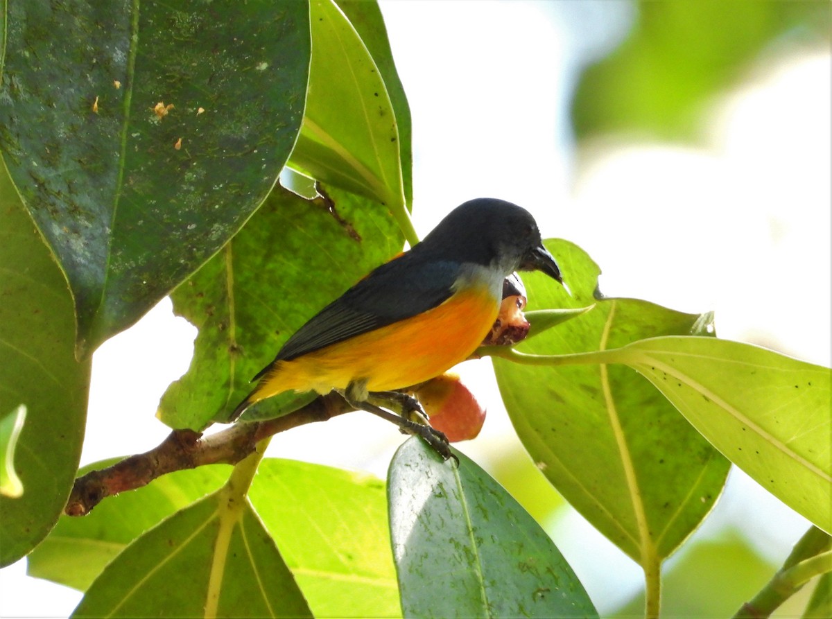 Orange-bellied Flowerpecker - ML140465771