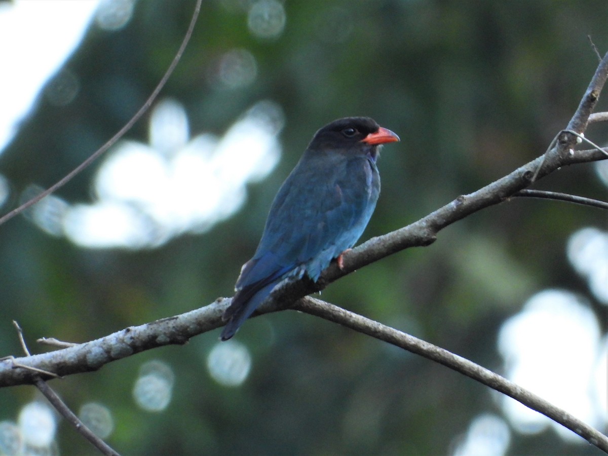 Dollarbird - ML140466211