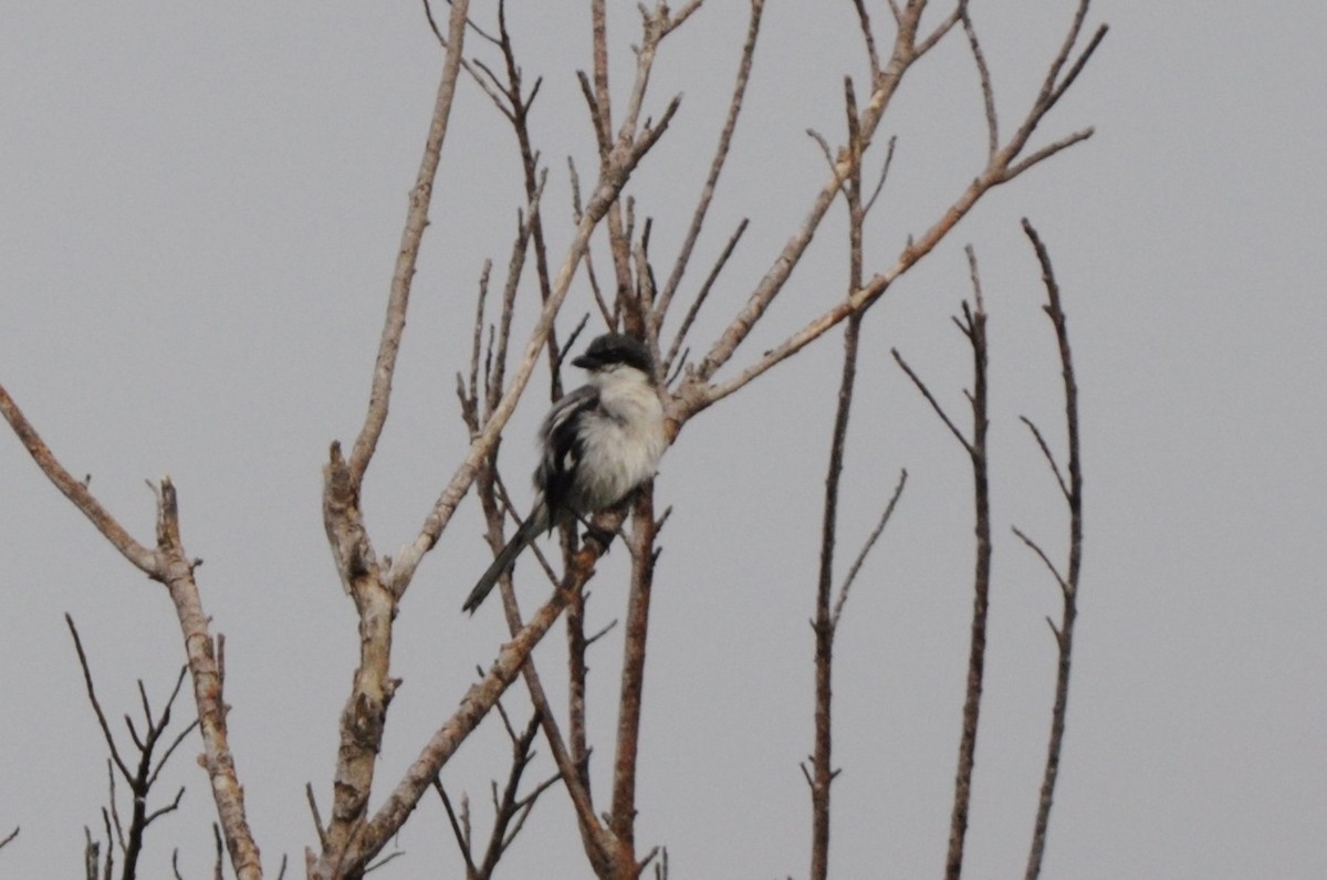 Loggerhead Shrike - ML140467481