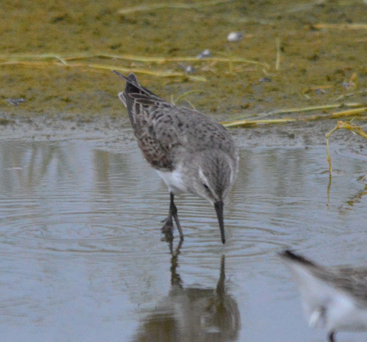 White-rumped Sandpiper - ML140468581