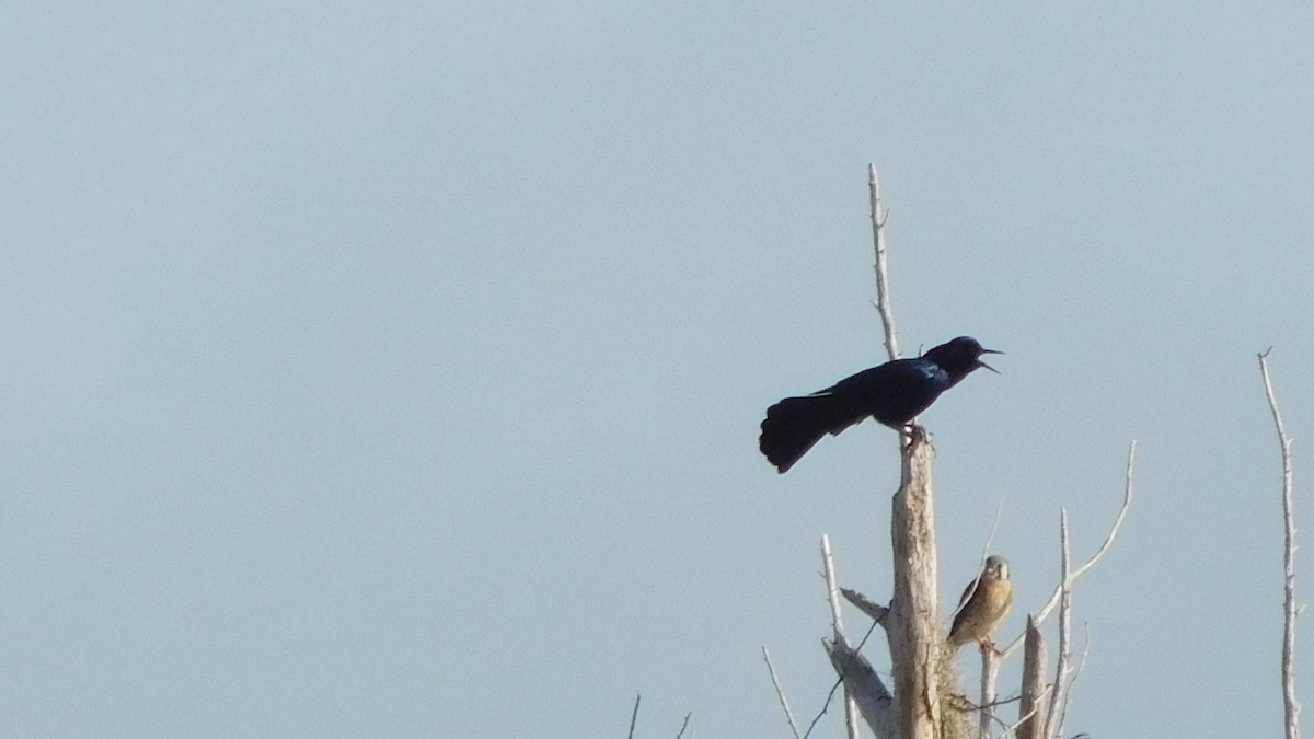 Boat-tailed Grackle - ML140468611