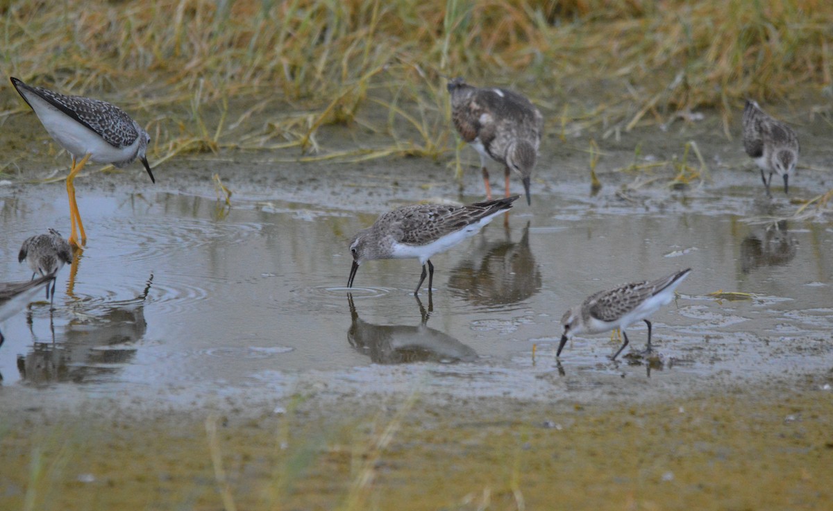 White-rumped Sandpiper - ML140468971