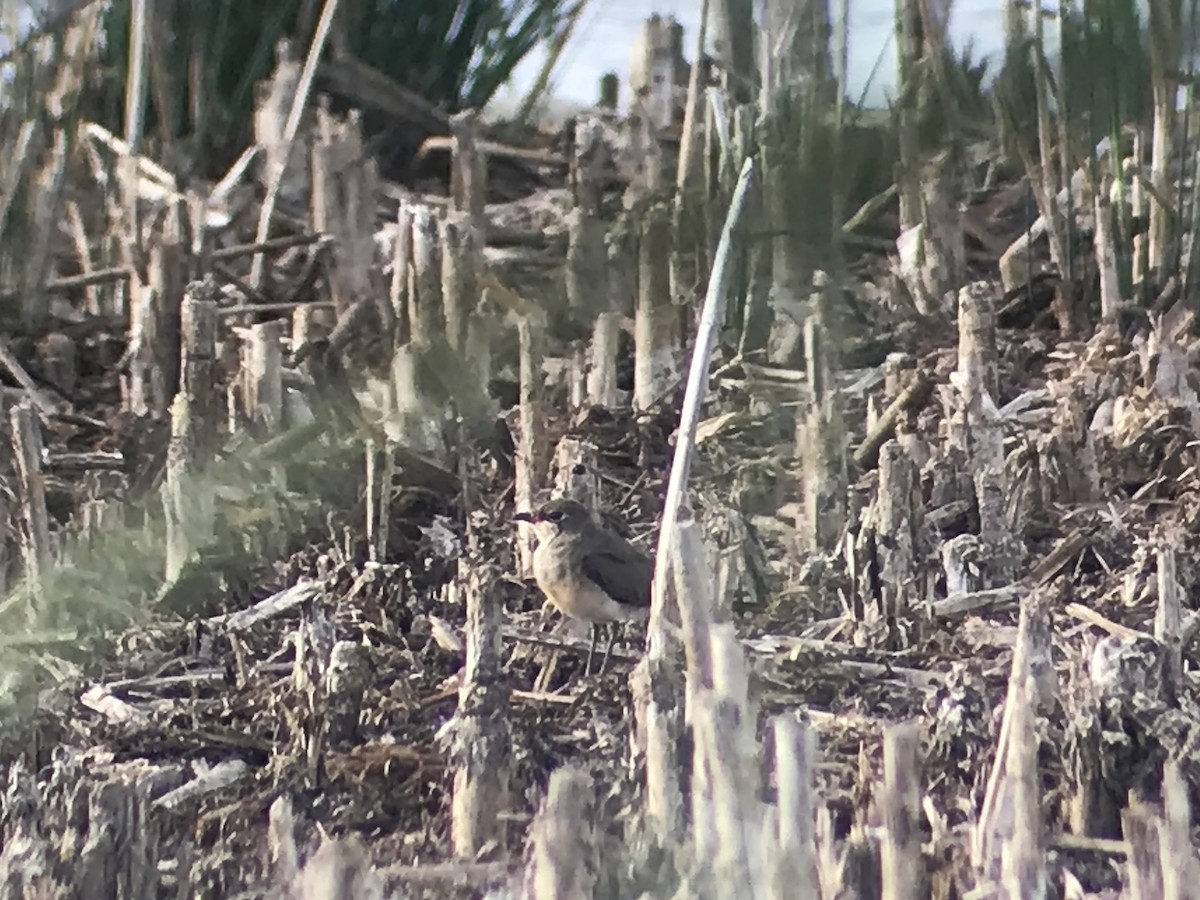 Collared Pratincole - ML140469461