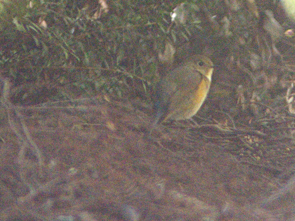 Robin à flancs roux - ML140470131