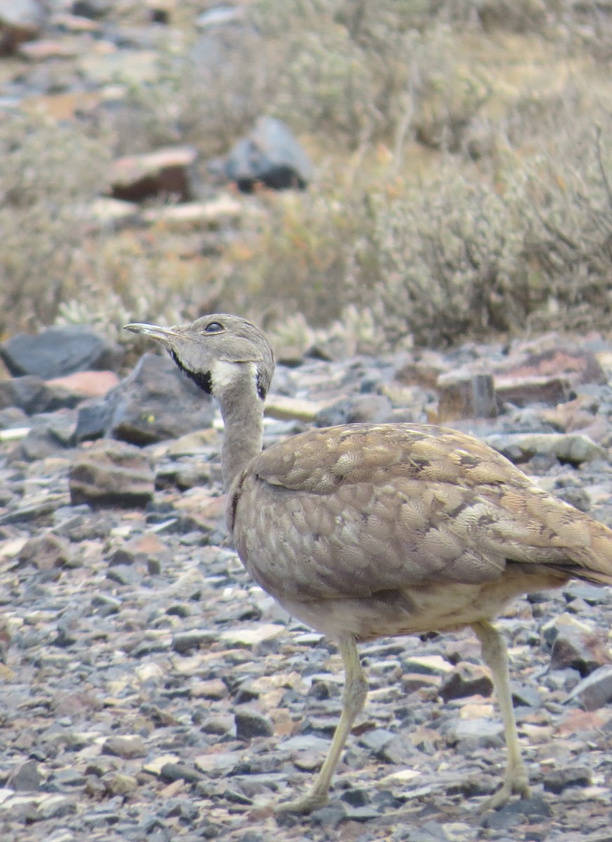 Karoo Bustard - ML140472951