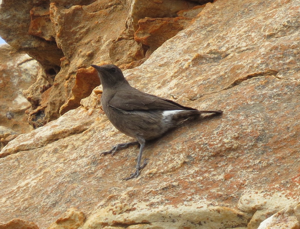 Mountain Wheatear - ML140473151