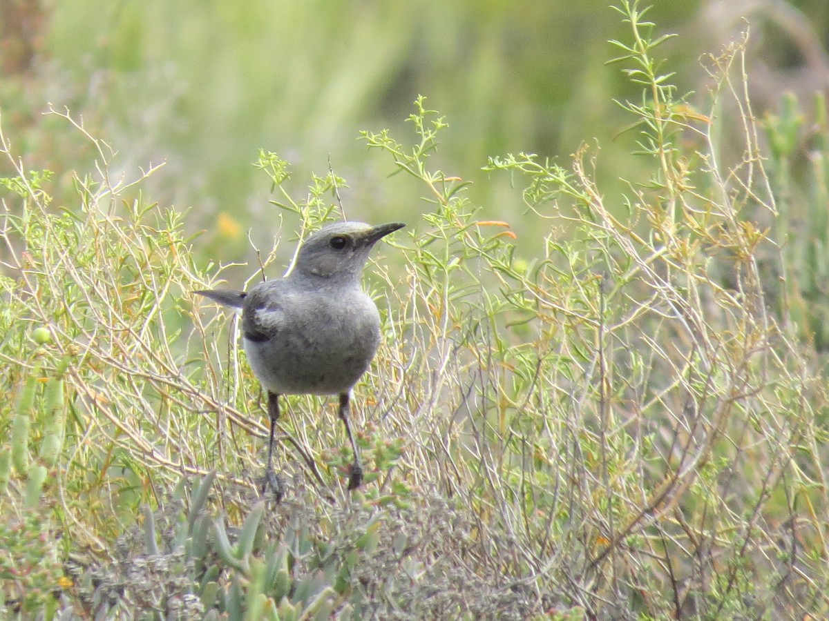 Mountain Wheatear - ML140473281