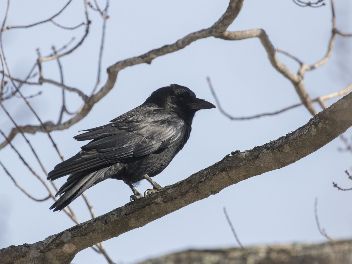 Fish Crow - ML140473651