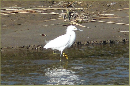 Snowy Egret - ML140476221